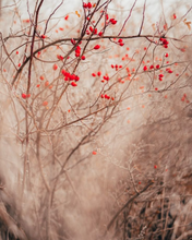 Load image into Gallery viewer, Tree branches with red berries against a blurred natural background
