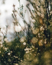 Load image into Gallery viewer, Floral arrangement with blurred lights in the background