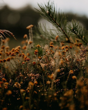 Load image into Gallery viewer, Close-up of wildflowers with a blurred background