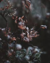 Load image into Gallery viewer, Close-up of frost-covered plants with a dark, blurred background