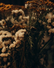 Load image into Gallery viewer, Close-up of dried flowers with a dark background