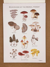 Load image into Gallery viewer, mushrooms of the boreal forest