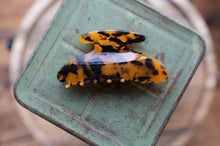 Load image into Gallery viewer, Tortoiseshell hair clip on a green surface