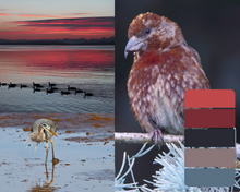 Load image into Gallery viewer, A split collage: the left side shows a wetland scene at sunset with a heron, ducks, and reflections in calm water; the right side shows a close-up of a reddish-brown bird with a color palette swatch overlaid on the right edge