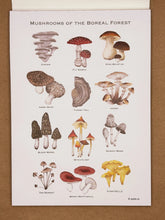 Load image into Gallery viewer, Illustration of various mushrooms with labels on a white background